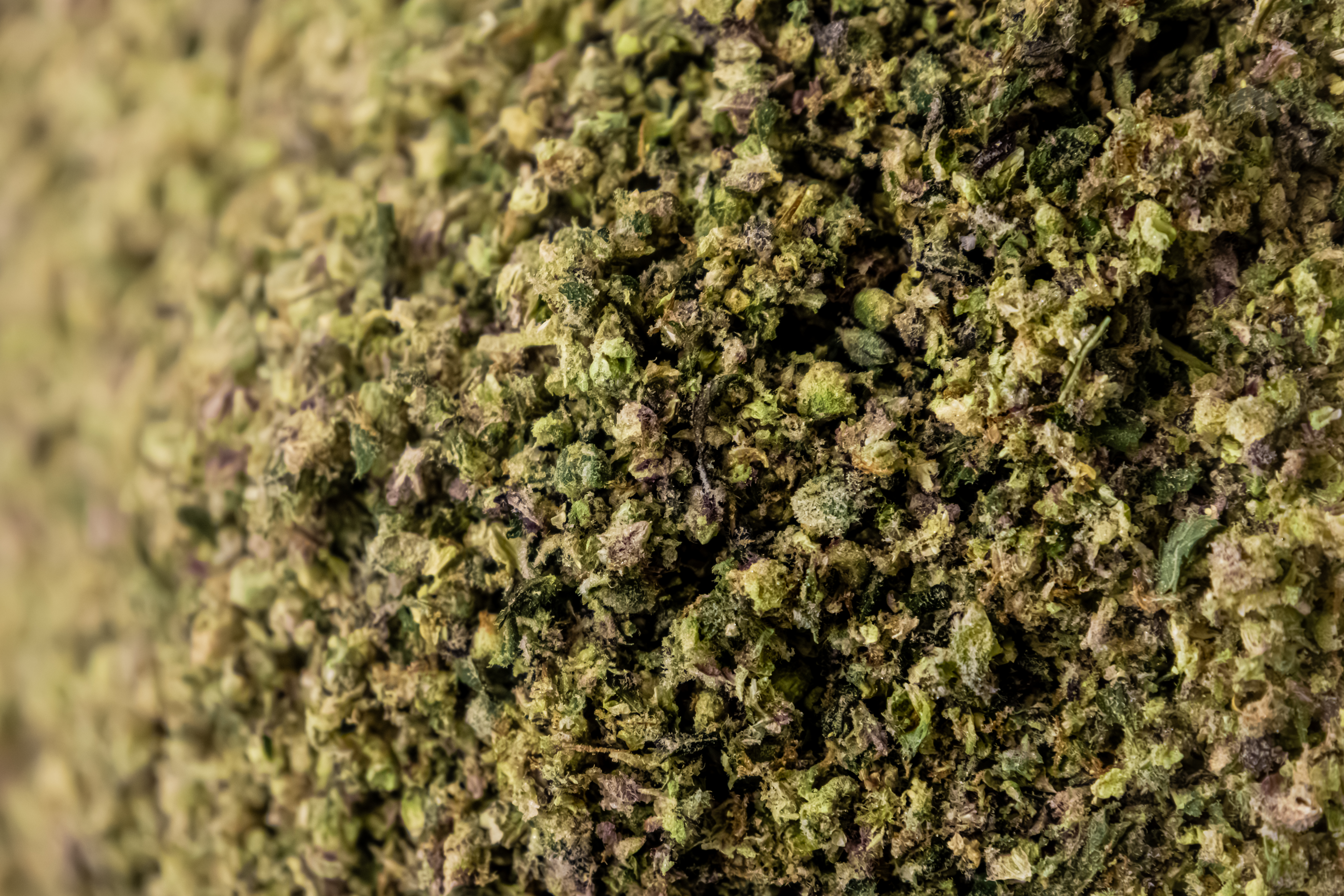 Macro close-up of premium Maine-grown cannabis flower