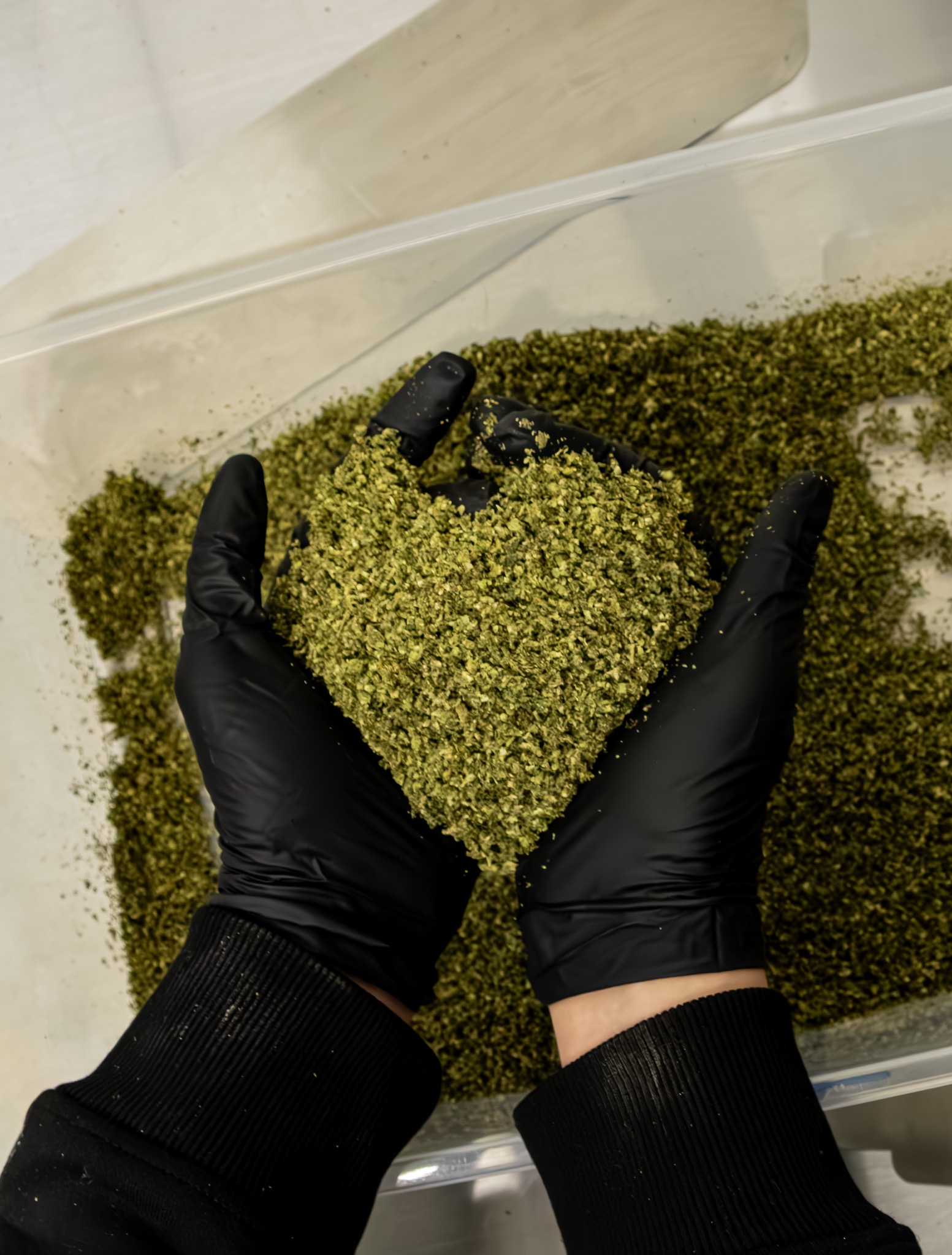 Hands holding ground cannabis flower in a heart shape